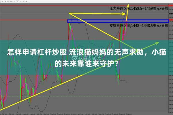 怎样申请杠杆炒股 流浪猫妈妈的无声求助，小猫的未来靠谁来守护？